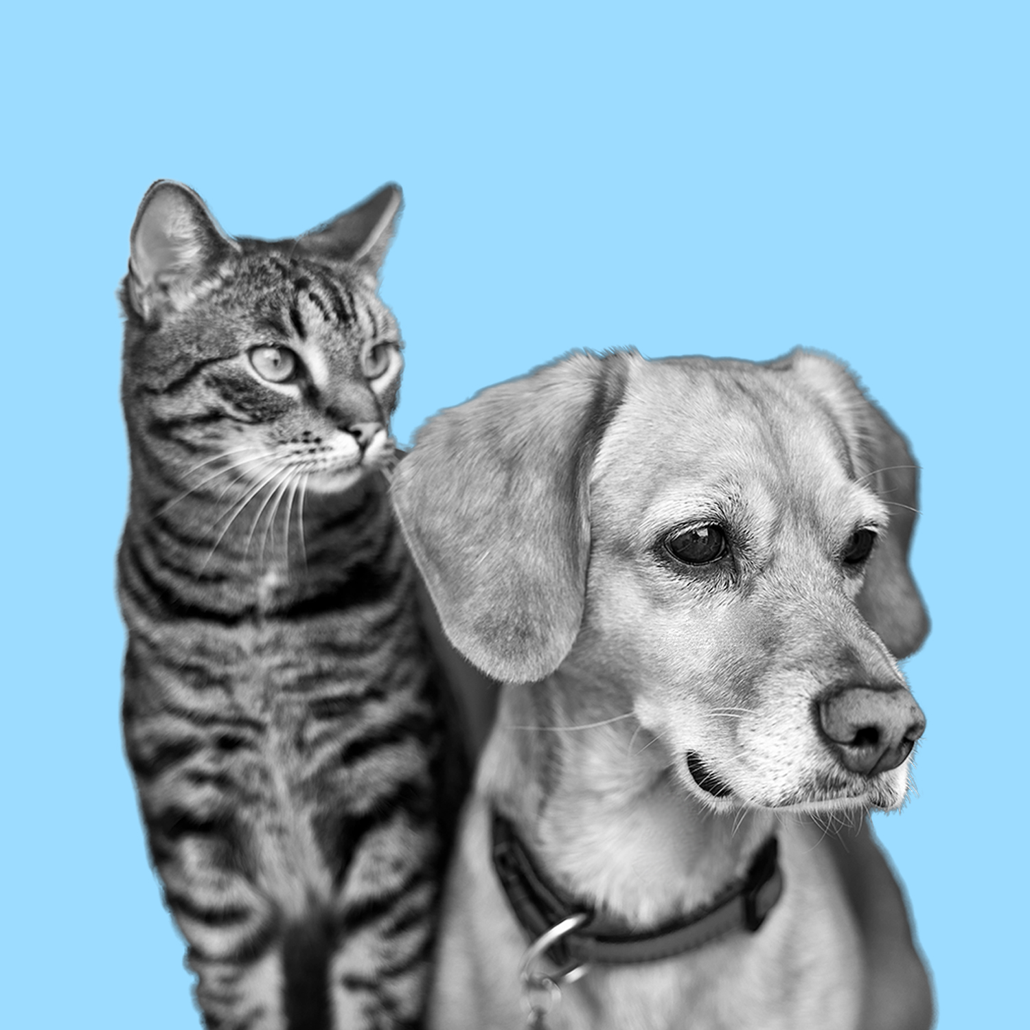 3_Cat&Dog.jpg